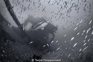 Sentinel of the Spar
A sand tiger shark watches over the... by Tanya Houppermans 